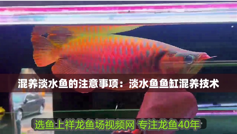 混養淡水魚的注意事項：淡水魚魚缸混養技術