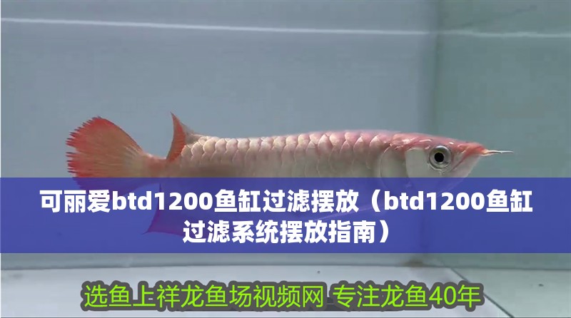 可麗愛btd1200魚缸過濾擺放（btd1200魚缸過濾系統擺放指南）