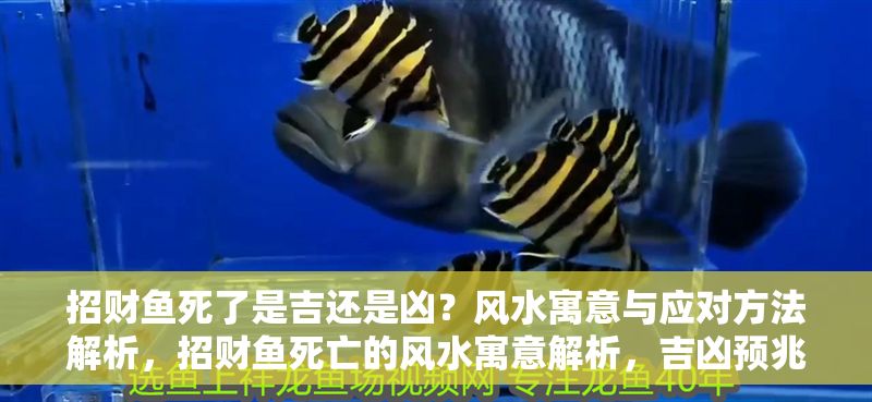 招財(cái)魚死了是吉還是兇？風(fēng)水寓意與應(yīng)對方法解析，招財(cái)魚死亡的風(fēng)水寓意解析，吉兇預(yù)兆與化解方法