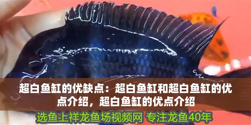超白魚缸的優缺點：超白魚缸和超白魚缸的優點介紹，超白魚缸的優點介紹
