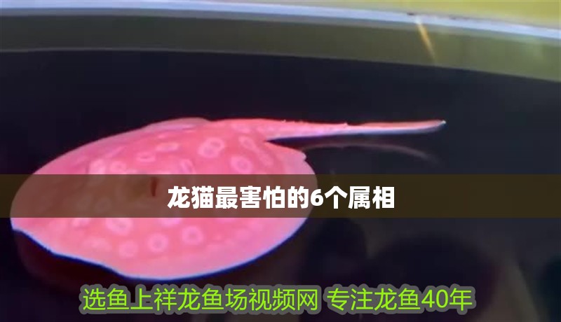 龍貓最害怕的6個屬相