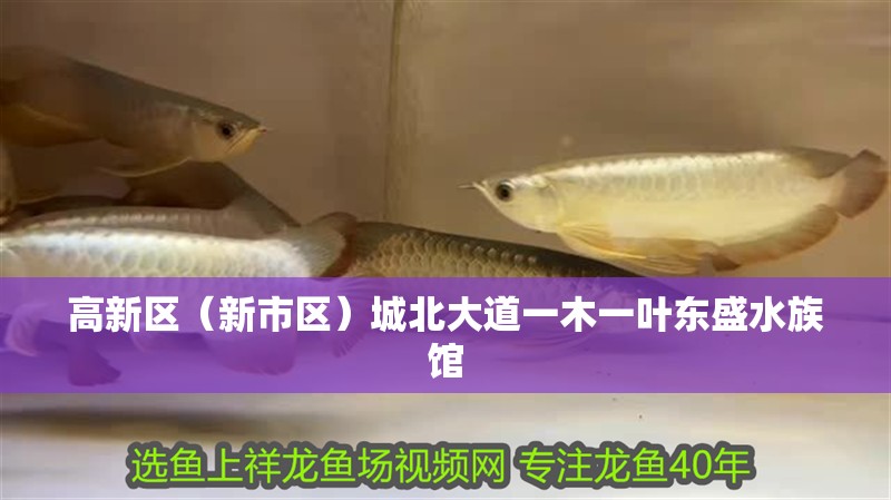 高新區（新市區）城北大道一木一葉東盛水族館