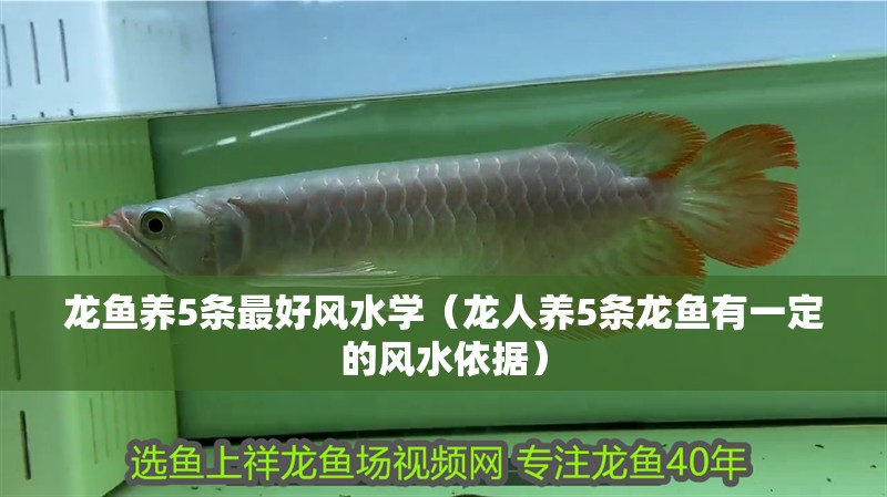 龍魚養(yǎng)5條最好風(fēng)水學(xué)（龍人養(yǎng)5條龍魚有一定的風(fēng)水依據(jù)） 龍魚養(yǎng)5條最好風(fēng)水學(xué)（龍人養(yǎng)5條龍魚有一定的風(fēng)水依據(jù)） 龍魚百科