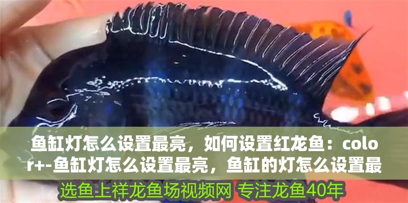 魚缸燈怎么設(shè)置最亮，如何設(shè)置紅龍魚：color+-魚缸燈怎么設(shè)置最亮，魚缸的燈怎么設(shè)置最亮