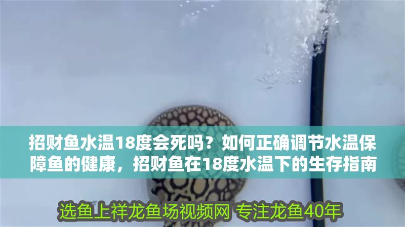 招財魚水溫18度會死嗎？如何正確調節水溫保障魚的健康，招財魚在18度水溫下的生存指南與正確調節方法
