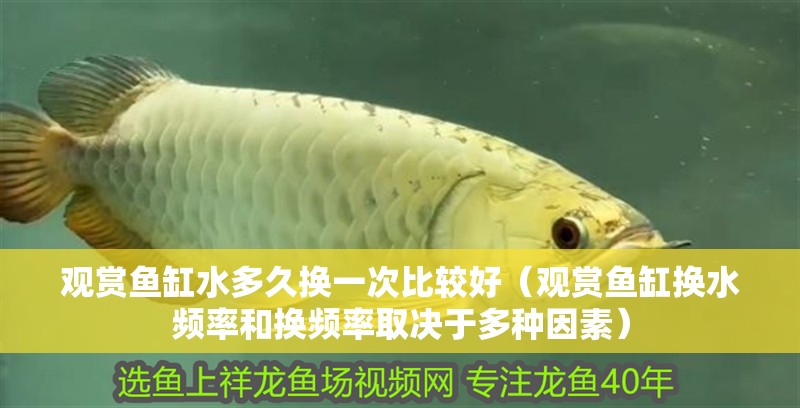 觀賞魚缸水多久換一次比較好（觀賞魚缸換水頻率和換頻率取決于多種因素）
