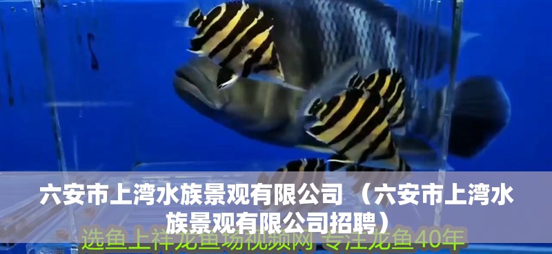 六安市上灣水族景觀有限公司 （六安市上灣水族景觀有限公司招聘）