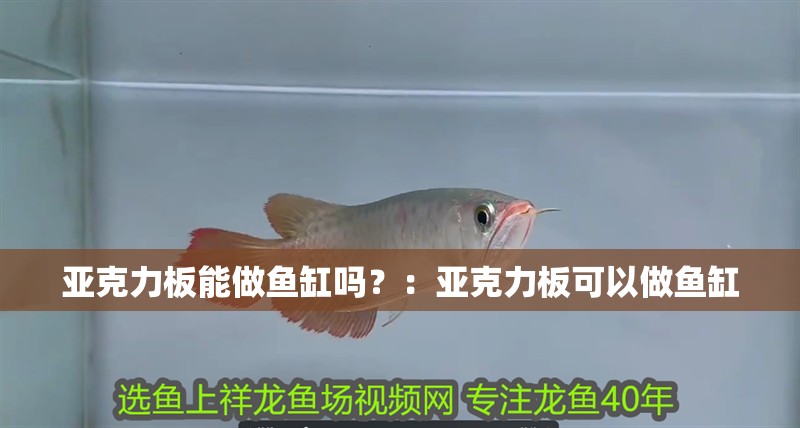 亞克力板能做魚缸嗎？：亞克力板可以做魚缸