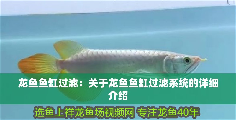 龍魚魚缸過濾：關于龍魚魚缸過濾系統的詳細介紹