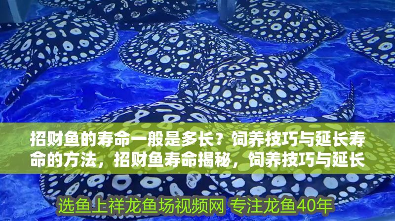 招財(cái)魚的壽命一般是多長(zhǎng)？飼養(yǎng)技巧與延長(zhǎng)壽命的方法，招財(cái)魚壽命揭秘，飼養(yǎng)技巧與延長(zhǎng)壽命的實(shí)用方法