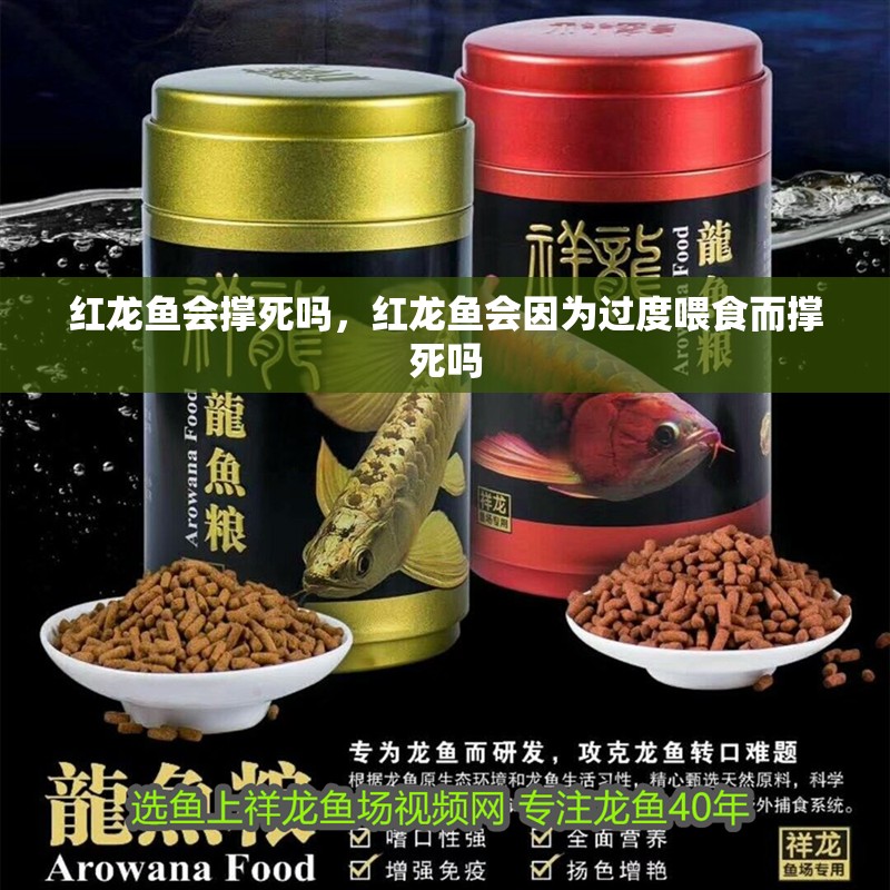 紅龍魚會撐死嗎，紅龍魚會因為過度喂食而撐死嗎