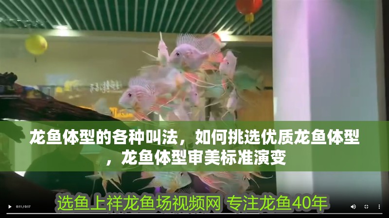 龍魚體型的各種叫法，如何挑選優(yōu)質(zhì)龍魚體型，龍魚體型審美標(biāo)準(zhǔn)演變