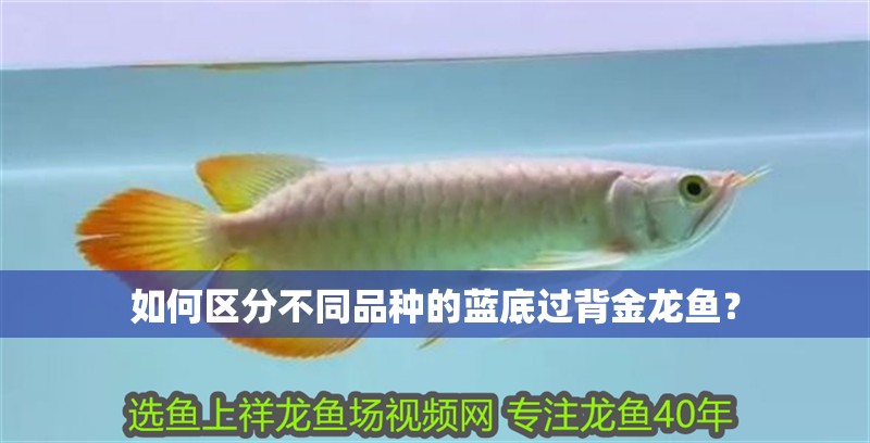 如何區分不同品種的藍底過背金龍魚？