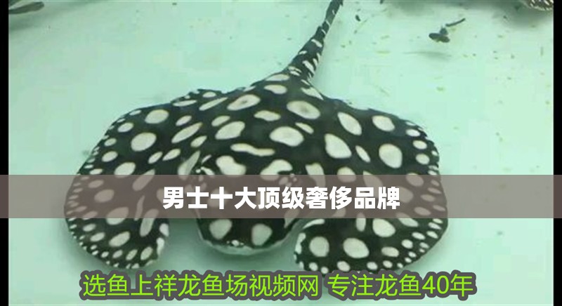 魚缸過濾器選購指南:自制魚缸過濾器魚缸上置過濾器對于養魚愛好者的必備知識 男士十大頂級奢侈品牌 龍魚論壇 男士十大頂級奢侈品牌 男士十大頂級奢侈品牌 龍魚論壇