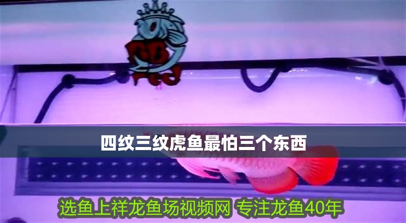 四紋三紋虎魚最怕三個東西