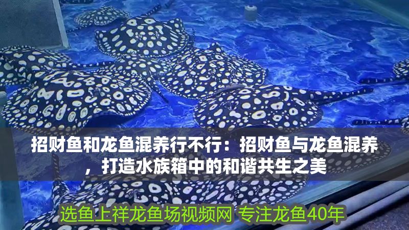 招財魚和龍魚混養行不行：招財魚與龍魚混養，打造水族箱中的和諧共生之美