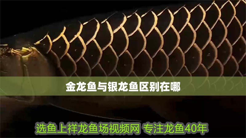 金龍魚與銀龍魚區別在哪