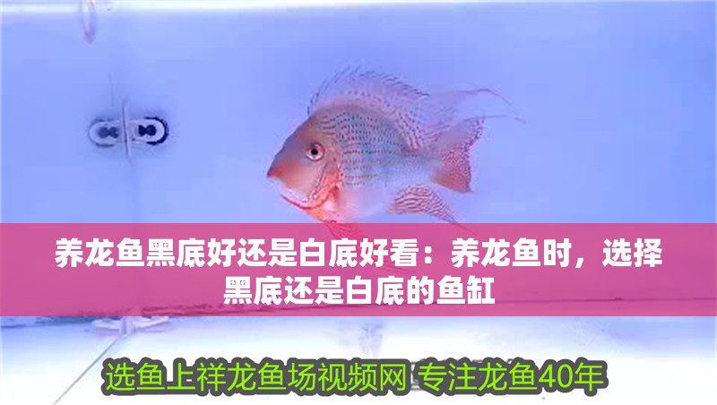 養龍魚黑底好還是白底好看：養龍魚時，選擇黑底還是白底的魚缸