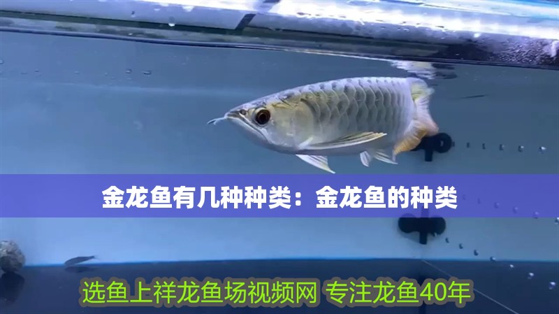 金龍魚有幾種種類：金龍魚的種類
