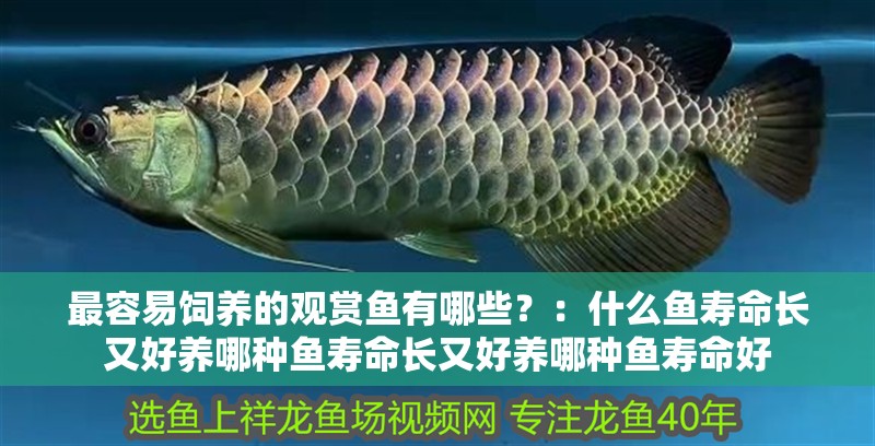 最容易飼養的觀賞魚有哪些？：什么魚壽命長又好養哪種魚壽命長又好養哪種魚壽命好