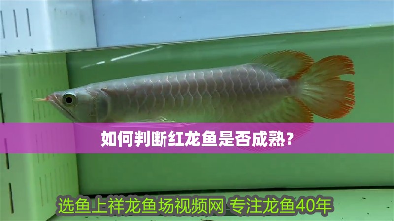如何判斷紅龍魚是否成熟？