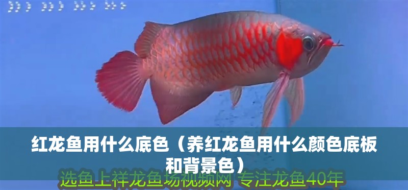 紅龍魚用什么底色（養(yǎng)紅龍魚用什么顏色底板和背景色） 紅龍魚用什么底色（養(yǎng)紅龍魚用什么顏色底板和背景色） 龍魚百科