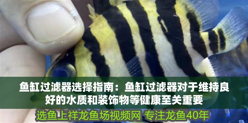 魚缸過濾器選擇指南：魚缸過濾器對于維持良好的水質和裝飾物等健康至關重要