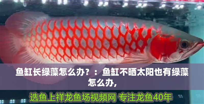 魚缸長綠藻怎么辦？：魚缸不曬太陽也有綠藻怎么辦,
