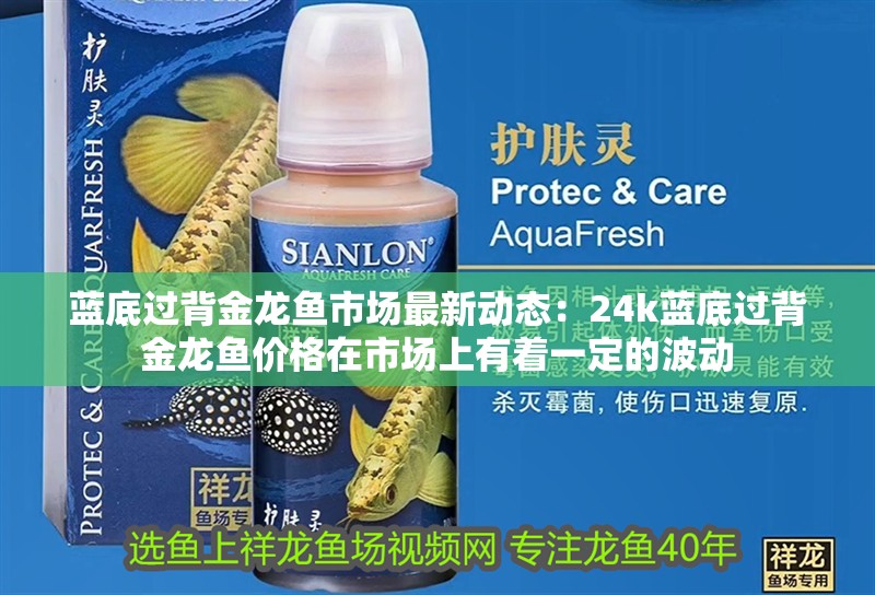 藍底過背金龍魚市場最新動態：24k藍底過背金龍魚價格在市場上有著一定的波動