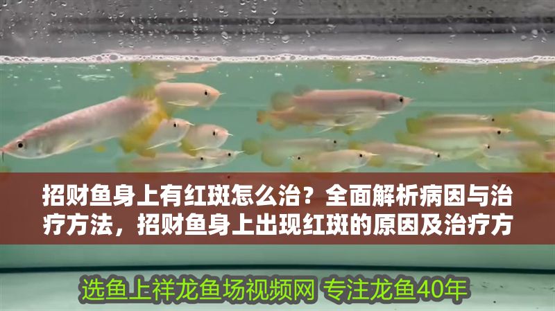 招財魚身上有紅斑怎么治？全面解析病因與治療方法，招財魚身上出現紅斑的原因及治療方法全解析
