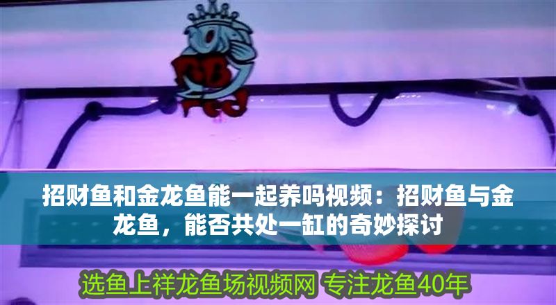 招財魚和金龍魚能一起養嗎視頻：招財魚與金龍魚，能否共處一缸的奇妙探討