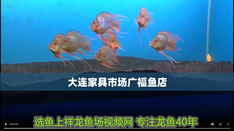 龍魚干蝦有營養嗎 大連家具市場廣福魚店 全國水族館企業名錄 大連家具市場廣福魚店 大連家具市場廣福魚店 全國水族館企業名錄