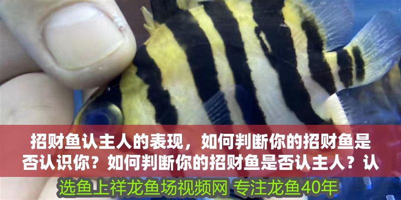 招財魚認主人的表現，如何判斷你的招財魚是否認識你？如何判斷你的招財魚是否認主人？認主表現一覽