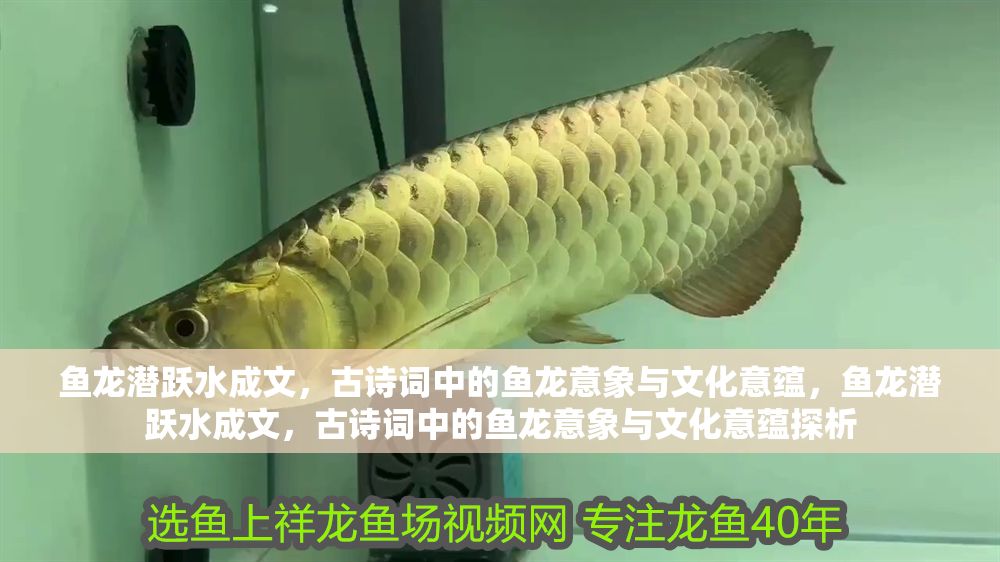 魚龍潛躍水成文，古詩詞中的魚龍意象與文化意蘊，魚龍潛躍水成文，古詩詞中的魚龍意象與文化意蘊探析 魚龍潛躍水成文，古詩詞中的魚龍意象與文化意蘊，魚龍潛躍水成文，古詩詞中的魚龍意象與文化意蘊探析 龍魚百科 第1張