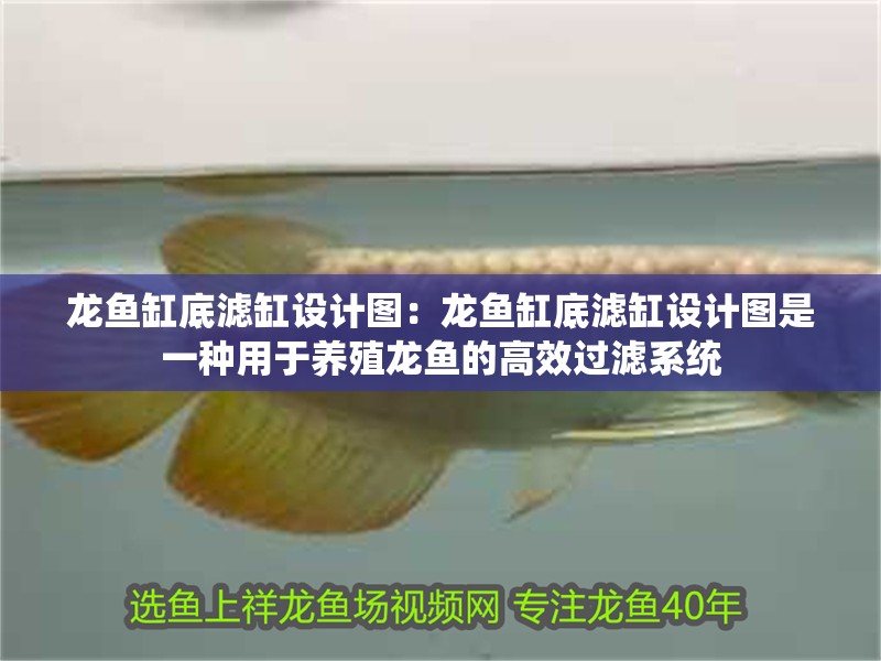 龍魚缸底濾缸設計圖：龍魚缸底濾缸設計圖是一種用于養殖龍魚的高效過濾系統