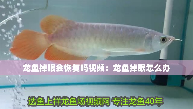 龍魚掉眼會恢復(fù)嗎視頻：龍魚掉眼怎么辦 龍魚掉眼會恢復(fù)嗎視頻：龍魚掉眼怎么辦 龍魚百科