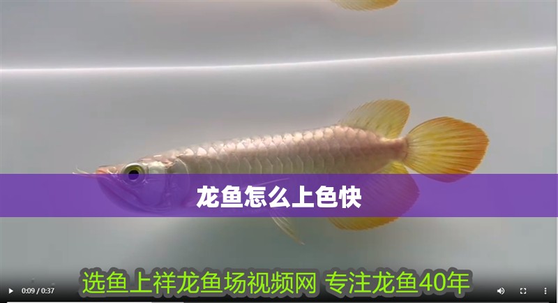 龍魚怎么上色快