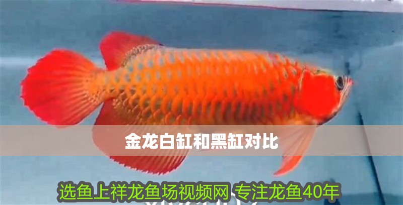 金龍白缸和黑缸對比