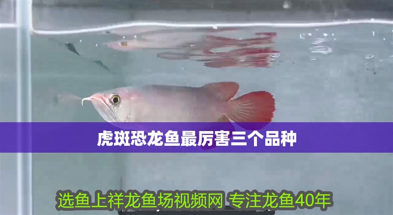虎斑恐龍魚最厲害三個品種