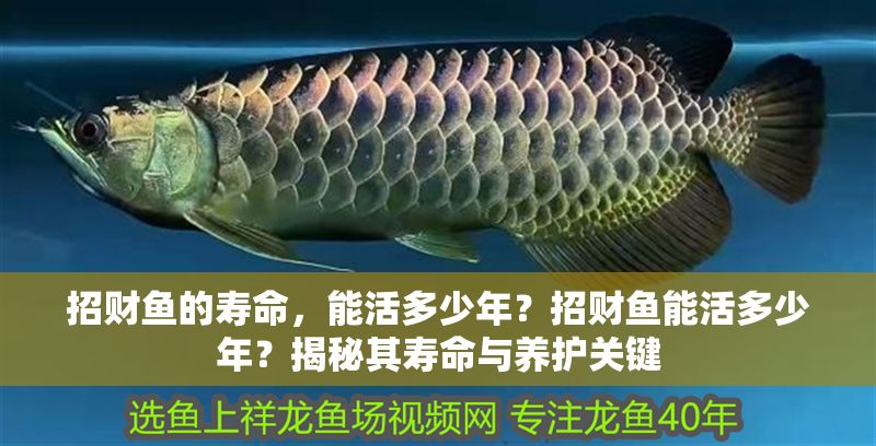 招財魚的壽命，能活多少年？招財魚能活多少年？揭秘其壽命與養護關鍵