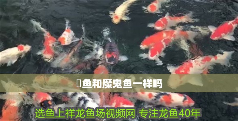 魟魚和魔鬼魚一樣嗎