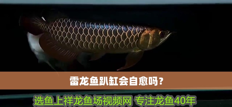 雷龍魚趴缸會自愈嗎？