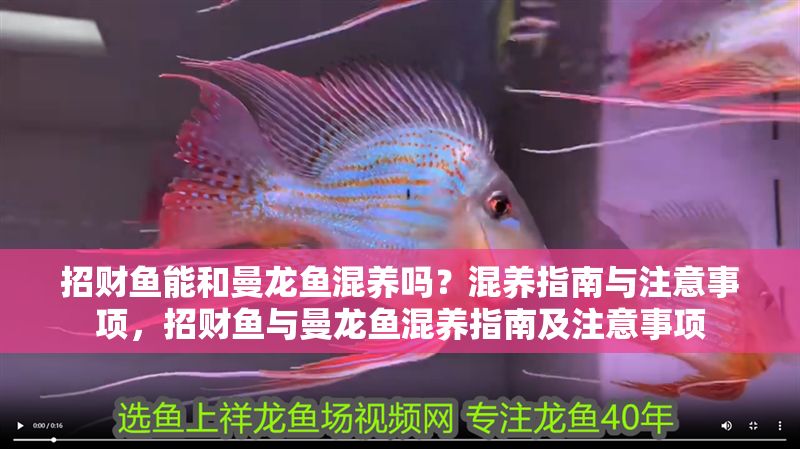 招財魚能和曼龍魚混養嗎？混養指南與注意事項，招財魚與曼龍魚混養指南及注意事項