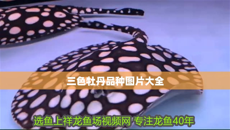 三色牡丹品種圖片大全