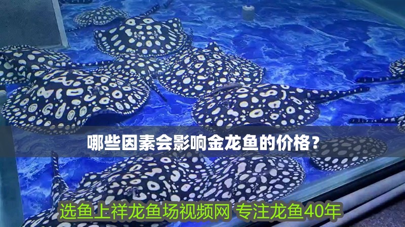 哪些因素會影響金龍魚的價格？