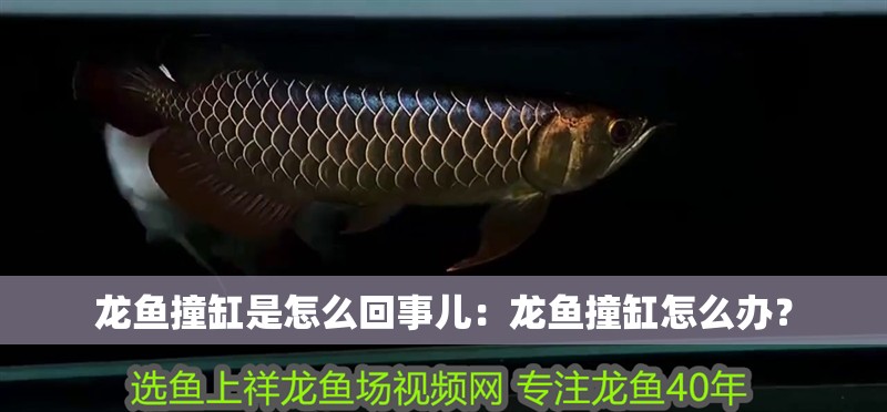 龍魚撞缸是怎么回事兒：龍魚撞缸怎么辦？ 龍魚撞缸是怎么回事兒：龍魚撞缸怎么辦？ 龍魚百科