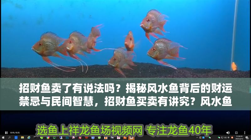 招財魚賣了有說法嗎？揭秘風水魚背后的財運禁忌與民間智慧，招財魚買賣有講究？風水魚的財運禁忌與民間智慧全解析
