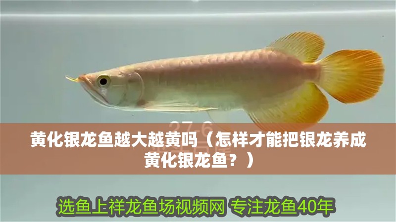 黃化銀龍魚越大越黃嗎（怎樣才能把銀龍養成黃化銀龍魚？）