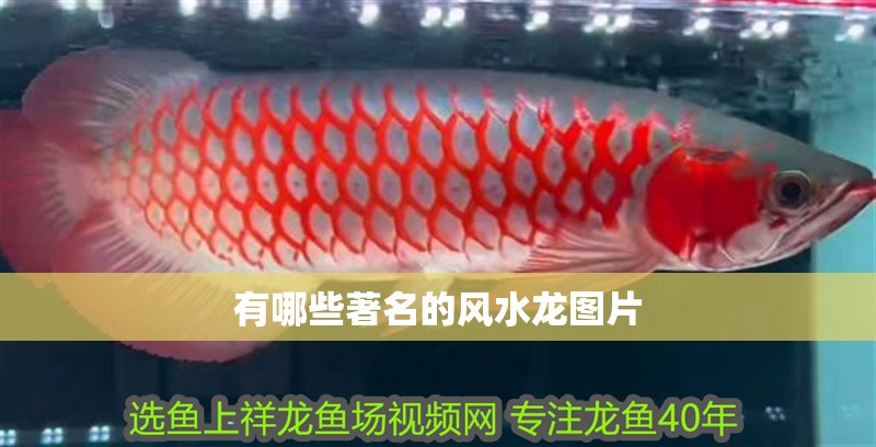 有哪些著名的風水龍圖片