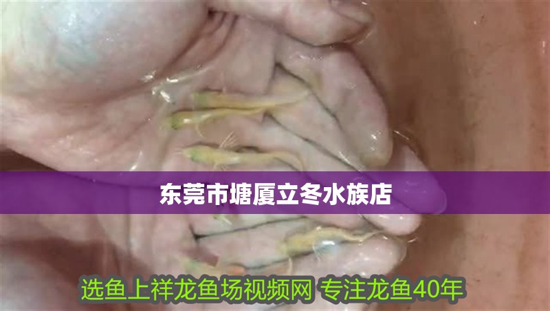 東莞市塘廈立冬水族店